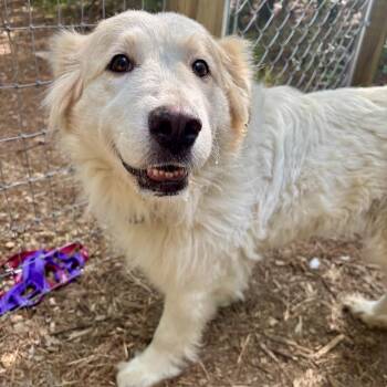 Great Pyrenees Dogs Available for Adoption in Wando, South Carolina - Dolly | PetCurious