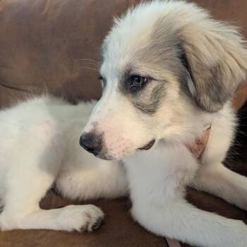 Dozer -  Great Pyrenees Dog for Adoption in Pittsburg, Kansas - Dozer | PetCurious