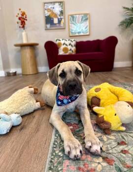 Elvis Presley Love Me Tender -  Black Mouth Cur and Pit Bull Terrier Dog for Adoption in Friendswood, Texas - Elvis Presley Love Me Tender | PetCurious