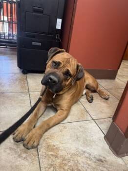 Rescue Mixed Breed Dogs for Adoption in Cincinnati, Ohio - Tesoro | PetCurious