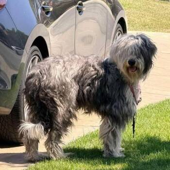 Sheep Dog and Poodle Dogs Available for Adoption in Sonoma, California - Nova | PetCurious