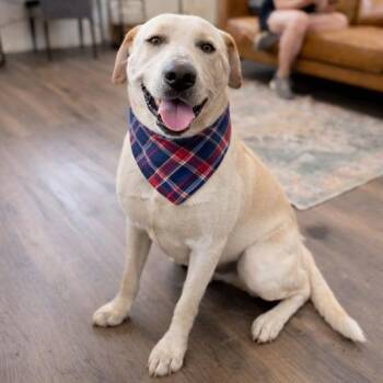 Yellow Labrador Retriever and Pit Bull Terrier Dogs Available for Adoption in Friendswood, Texas - Sterling Bear The Certified Lover Boy  | PetCurious