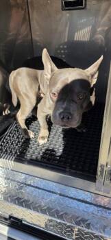 Nc10 -  Pit Bull Terrier and Terrier Dog for Adoption in Lawrenceville, Georgia - Nc10 | PetCurious