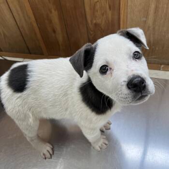 Mixed Breed Dogs Available for Adoption - Finn | PetCurious