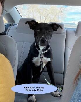 Chicago -  Border Collie and Pit Bull Terrier Dog for Adoption in Thornton, Colorado - Chicago | PetCurious
