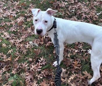 Rescue Pit Bull Terrier and Staffordshire Bull Terrier Dogs for Adoption - Anders | PetCurious