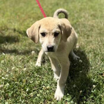 Labrador Retriever and Hound Dogs Available for Adoption in Locust Fork, Alabama - Liberty | PetCurious