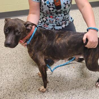 Vita -  Pit Bull Terrier Dog for Adoption in Cedar Rapids, Iowa - Vita | PetCurious