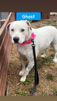 American Staffordshire Terrier and American Bulldog Dogs Available for Adoption in San Diego, California - Ghost | PetCurious