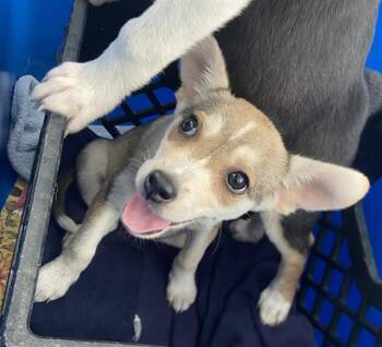 ANABELLE -  Mixed Breed Dog for Adoption in Dallas, Texas - ANABELLE | PetCurious