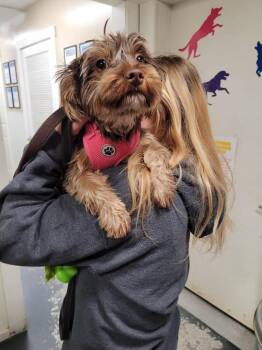Yorkshire Terrier Dogs Available for Adoption in Linton, Indiana - Pixie | PetCurious