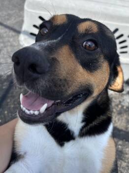 Nelson -  Petit Basset Griffon Vendeen Dog for Adoption in Shorewood, Illinois - Nelson | PetCurious