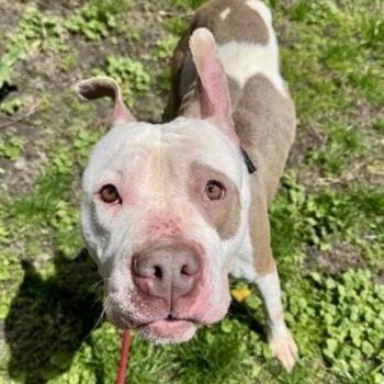 Pit Bull Terrier Dogs Available for Adoption in Buffalo, New York - Rue | PetCurious