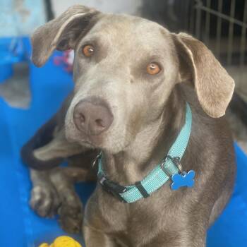 Calista -  Weimaraner Dog for Adoption in Newport Beach, California - Calista | PetCurious