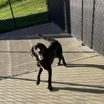 Ernie -  Black Labrador Retriever and Border Collie Dog for Adoption in Homer, New York - Ernie | PetCurious