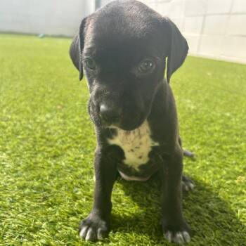 Mixed Breed Dogs Available for Adoption in Loxahatchee Groves, Florida - TRES 1942 | PetCurious