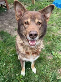Apollo Tag 908 -  Husky Dog for Adoption in Central Islip, New York - Apollo Tag 908 | PetCurious