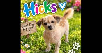 Hicks -  Shih Tzu Dog for Adoption in Plymouth, Michigan - Hicks | PetCurious