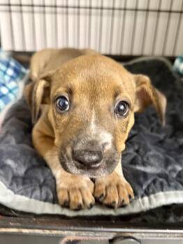 Doc -  Cattle Dog and Mixed Breed Dog for Adoption in Picayune, Mississippi - Doc | PetCurious