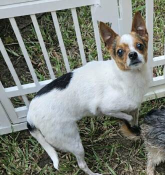 Penny in LA -  Chihuahua Dog for Adoption in Cranston, Rhode Island - Penny In LA | PetCurious
