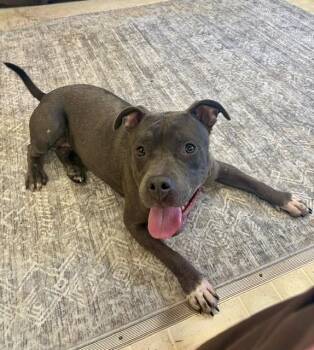 DOVE -  Pit Bull Terrier Dog for Adoption in Charlotte, North Carolina - DOVE | PetCurious