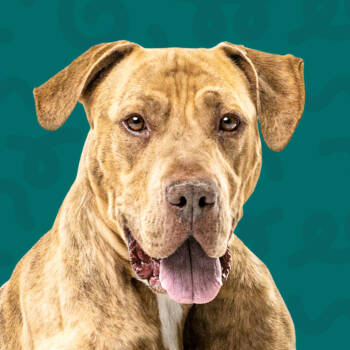 Rescue Pit Bull Terrier and Mixed Breed Dogs for Adoption in Reno, Nevada - Ryker | PetCurious