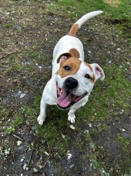 Pit Bull Terrier and Mixed Breed Dogs Available for Adoption - Oprah | PetCurious