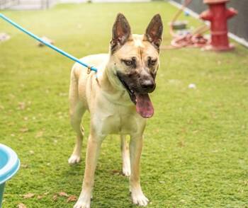 German Shepherd Dog and Husky Dogs Available for Adoption in San Jose, California - OAT | PetCurious