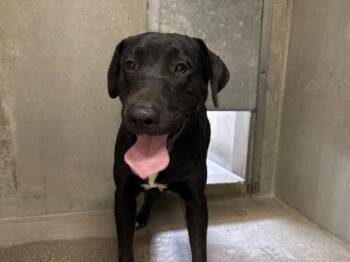 CRISTIAN -  Labrador Retriever and Mixed Breed Dog for Adoption in San Bernardino, California - CRISTIAN | PetCurious