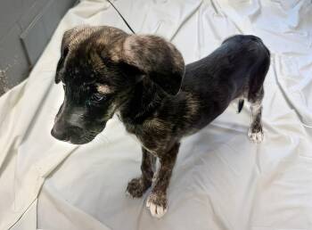 Asparagus -  Mixed Breed Dog for Adoption in Nashville, Tennessee - Asparagus | PetCurious