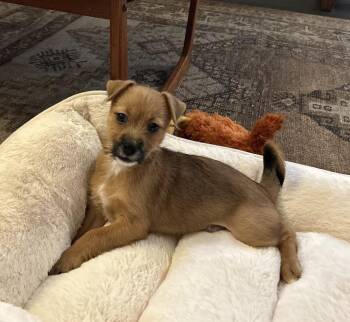 SMOKEY -  Terrier Dog for Adoption in Broomfield, Colorado - SMOKEY | PetCurious