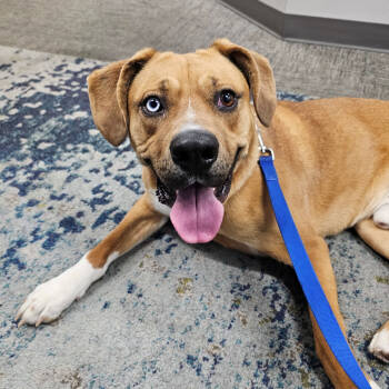 Rescue Boxer and Hound Dogs for Adoption in Versailles, Kentucky - Denver | PetCurious