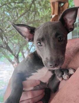 Dachshund and American Bulldog Dogs Available for Adoption in St. Augustine, Florida - Thia Puppy 6 | PetCurious