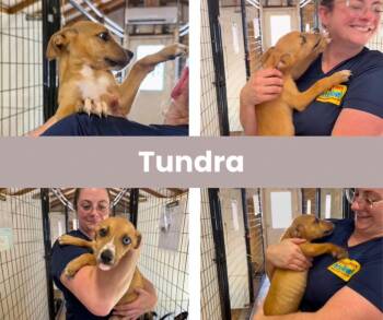 Tundra -  Labrador Retriever Dog for Adoption in The Woodlands, Texas - Tundra | PetCurious