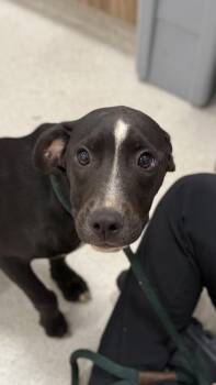 Cuddler -  Terrier and Mixed Breed Dog for Adoption in Honolulu, Hawaii - Cuddler | PetCurious