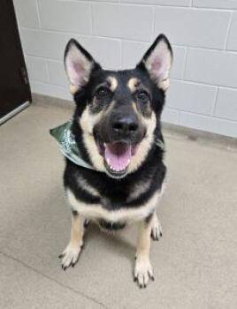 Bailey B. -  German Shepherd Dog Dog for Adoption in Bucyrus, Ohio - Bailey B. | PetCurious