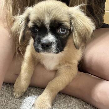 Alfafa -  Pekingese Dog for Adoption in Houston, Texas - Alfafa | PetCurious