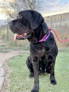 Cane Corso Dogs Available for Adoption in Glendale, Arizona - Duchess | PetCurious