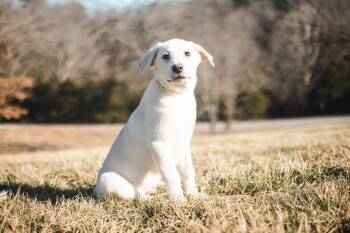 Great Pyrenees and Mixed Breed Dogs Available for Adoption - Beau | PetCurious