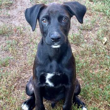 Blackstone -  Mixed Breed Dog for Adoption in Buffalo, Minnesota - Blackstone | PetCurious