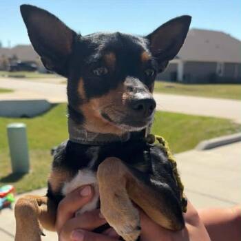 Miniature Pinscher Dogs Available for Adoption in Conroe, Texas - Arnold | PetCurious