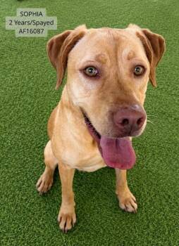 Sophia -  Labrador Retriever Dog for Adoption - Sophia | PetCurious