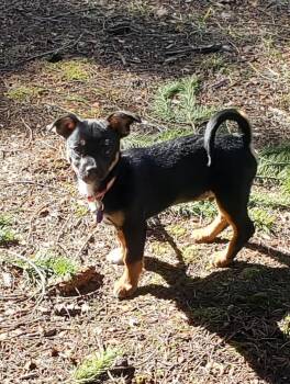 Chihuahua Dogs Available for Adoption - Kenny | PetCurious
