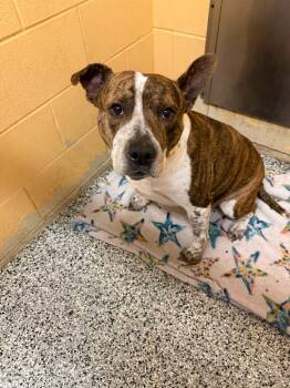 Rescue Cattle Dog and Pit Bull Terrier Dogs for Adoption in Little Elm, Texas - Rip | PetCurious