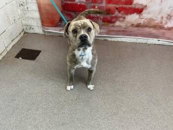 Pit Bull Terrier and Mixed Breed Dogs Available for Adoption in San Bernardino, California - JEAN-RALPHIO | PetCurious