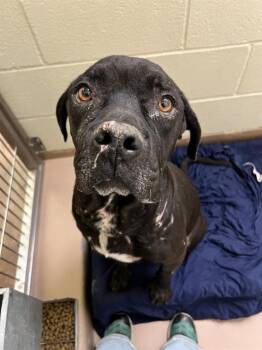 Rescue Mastiff and Mixed Breed Dogs for Adoption in Thousand Palms, California - MOO MOO | PetCurious