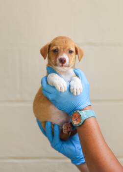 Oivia -  Yellow Labrador Retriever and Labrador Retriever Dog for Adoption in Lucedale, Mississippi - Oivia | PetCurious
