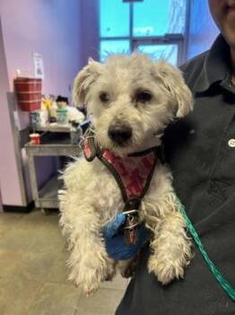 Miniature Poodle and Mixed Breed Dogs Available for Adoption in El Paso, Texas - Baby | PetCurious