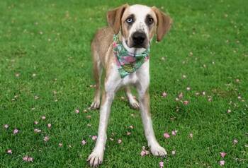 BARBIE -  Labrador Retriever and Mixed Breed Dog for Adoption in Fort Lauderdale, Florida - BARBIE | PetCurious