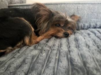 Skye -  Yorkshire Terrier and Mixed Breed Dog for Adoption in Severance, Colorado - Skye | PetCurious